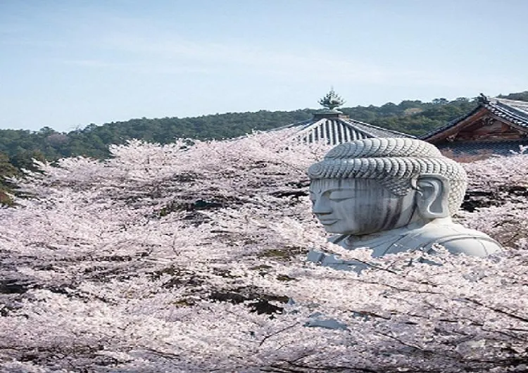 関西でおススメの桜スポット紹介！🌸