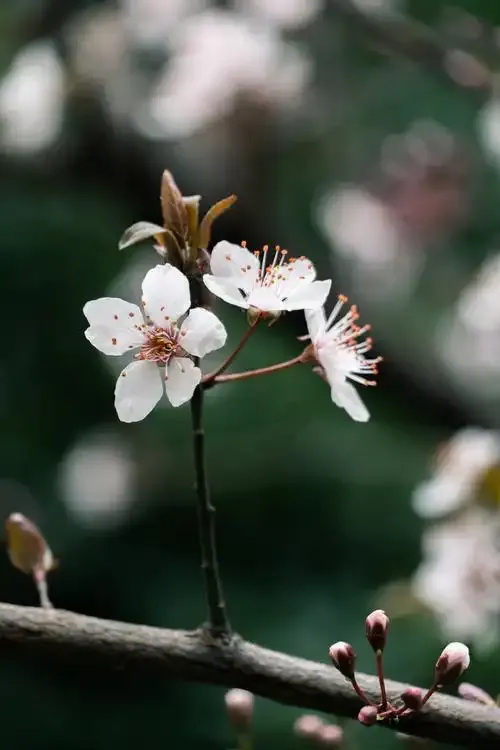 名古屋櫻花2025