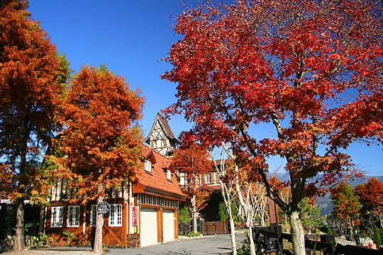 台灣紅葉2025中部:清境農場