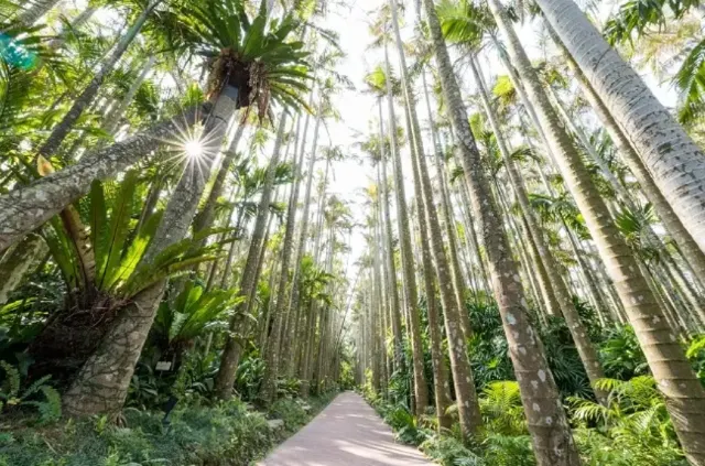 沖繩自由行東南植物樂園