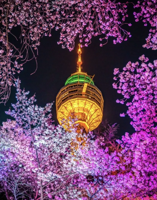 2025 벚꽃 축제