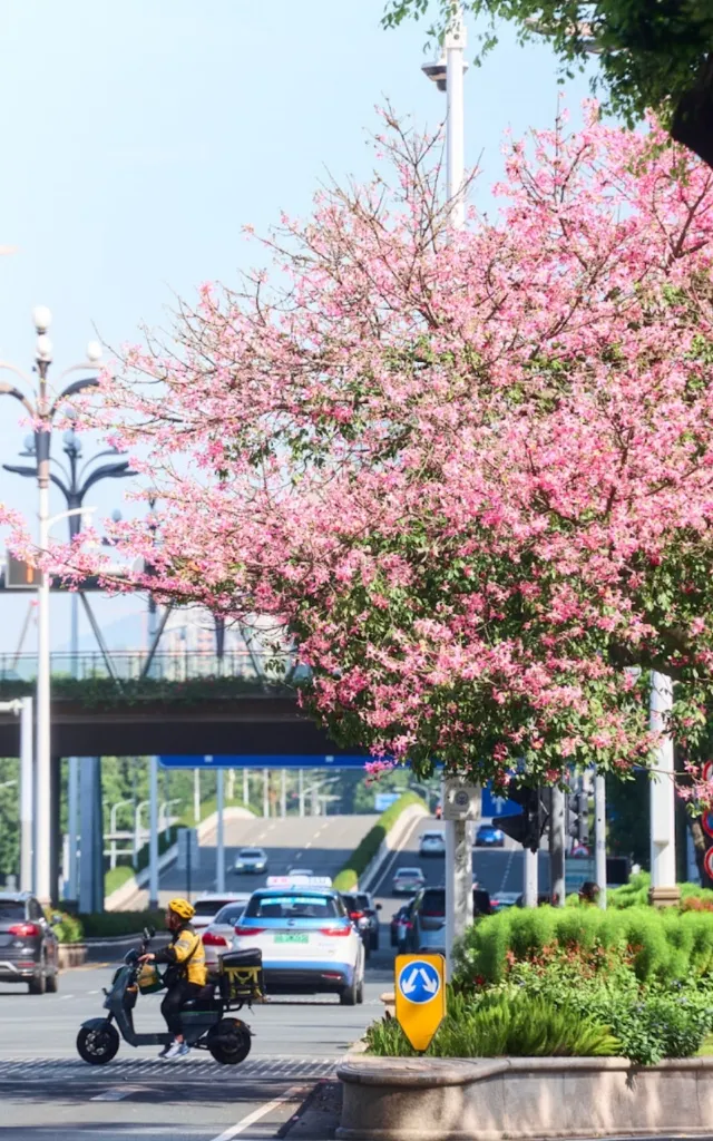台南白河木棉花大道