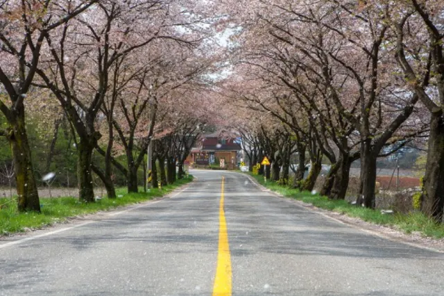 제천 청풍호 벚꽃
