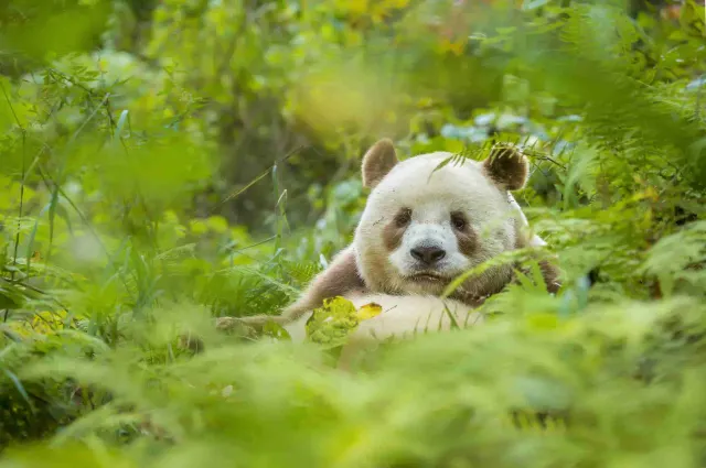 Shaanxi Qinling Four Rare Animals Science Park