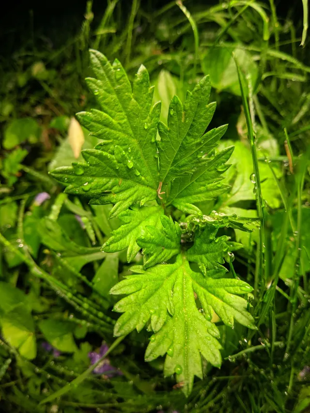 艾草