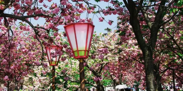 八重櫻祭