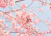 일본 현지인들 사이에서도 유명한 2023 도쿄 벚꽃 핫플 명소 추천 