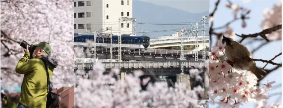 大阪の桜の開花情報