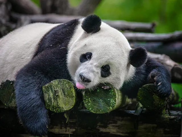 Chengdu giant panda research base panda showing tongue