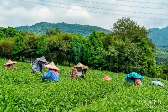 南投茶