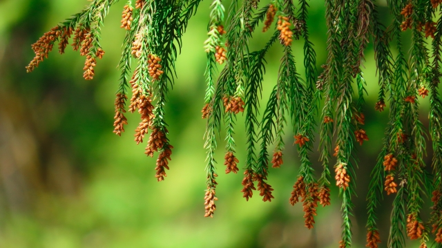花粉情報】花粉症の時期はいつから？対策は何が効く？飛散量の基準