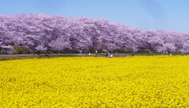 幸手権現堂桜堤・県営権現堂公園