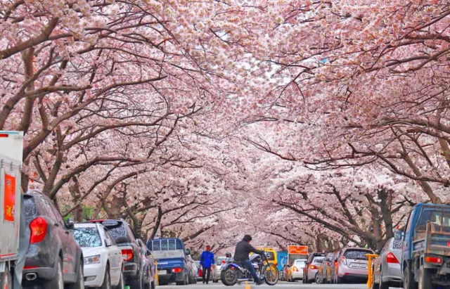 南川洞櫻花路