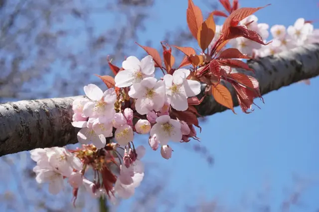 山櫻花