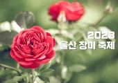 2023 울산 장미 축제 정보 총정리 A to Z