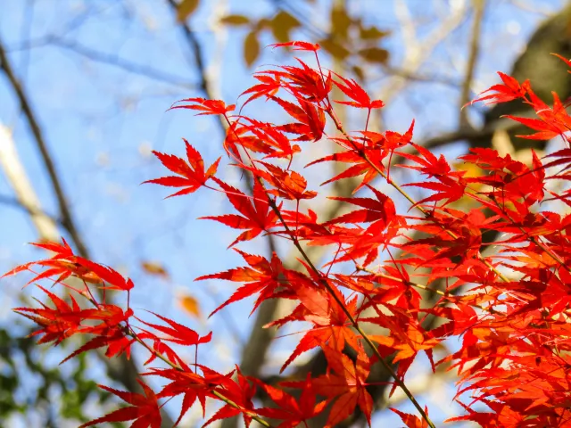 內藏山楓葉