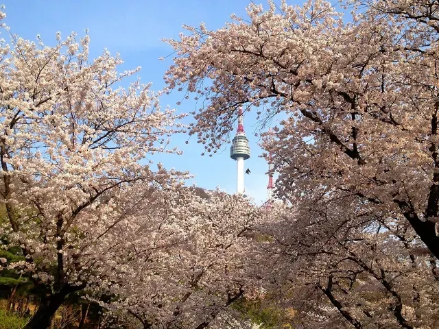 서울 벚꽃 개화시기 남산
