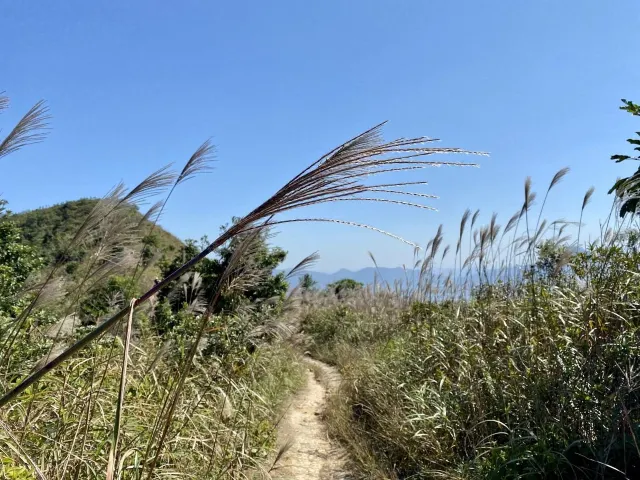 彌勒山山脊芒草小徑