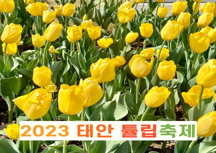 2023 태안 튤립축제(세계튤립꽃박람회) 정보.zip