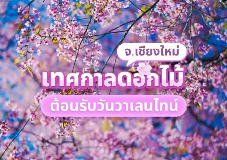เทศกาลดอกไม้ เชียงใหม่ ต้อนรับวาเลนไทน์