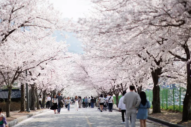 고창벚꽃