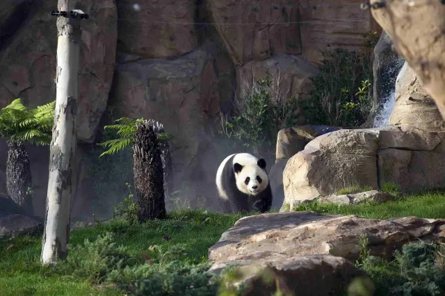 ZooParc de Beauval
