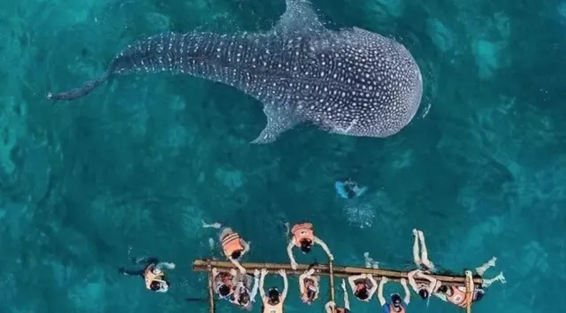 필리핀 보홀 고래상어 투어