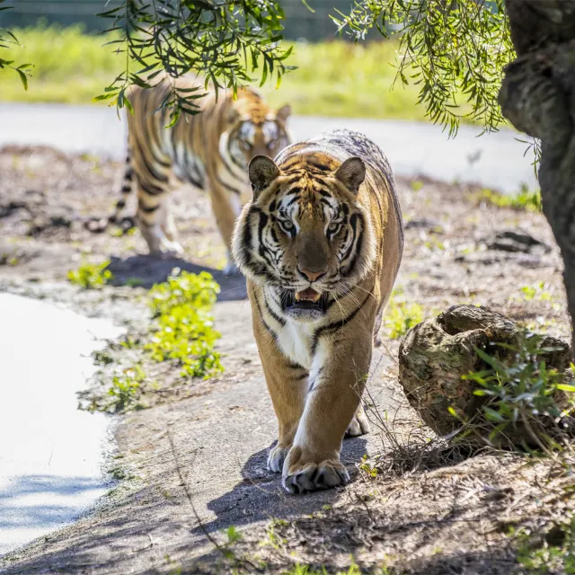 六福村動物園
