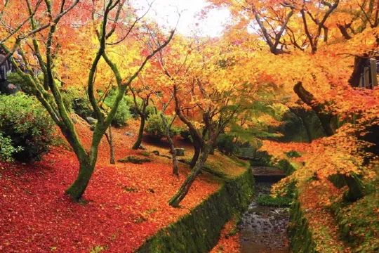 京都紅葉景點02東福寺