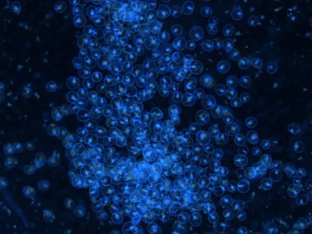 1mj5n12000bfpq0i74136.jpg