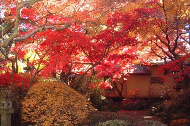 関東紅葉2025