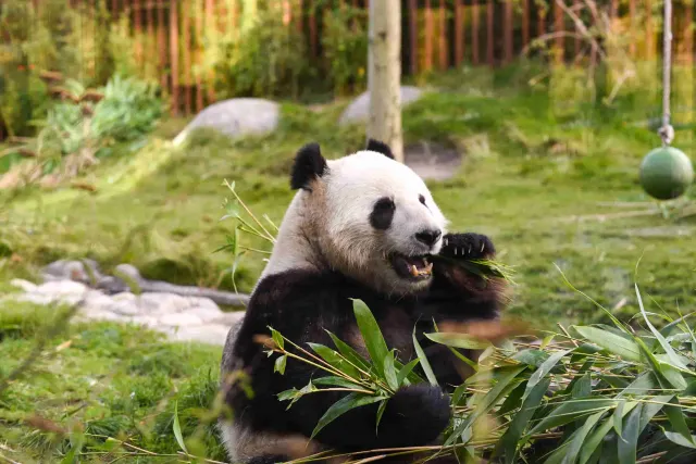 Copenhagen Zoo