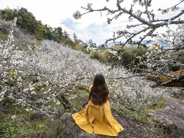 李花花季 2025
