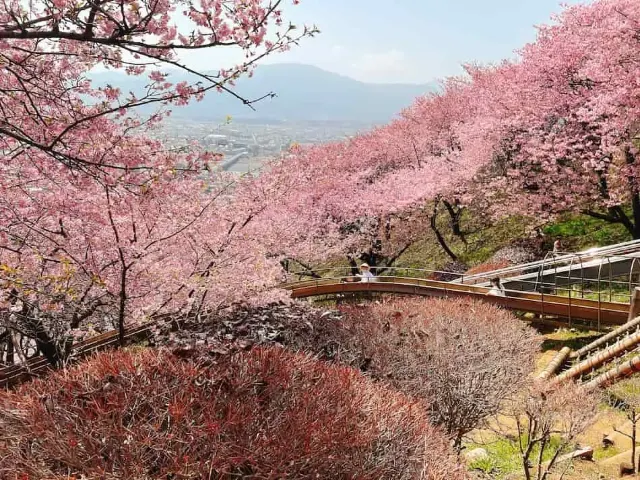 日本櫻花