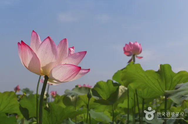 함안 여행 연꽃테마파크