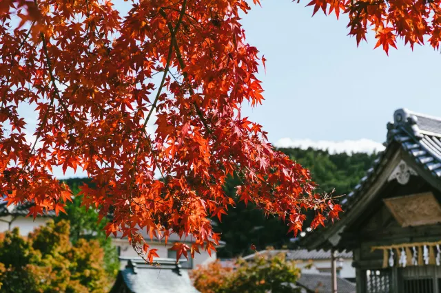 內藏山楓葉