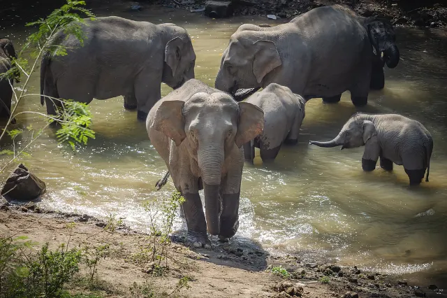xishuangbanna china wild elephants