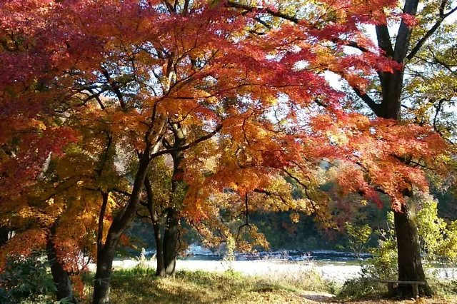 関東紅葉2025