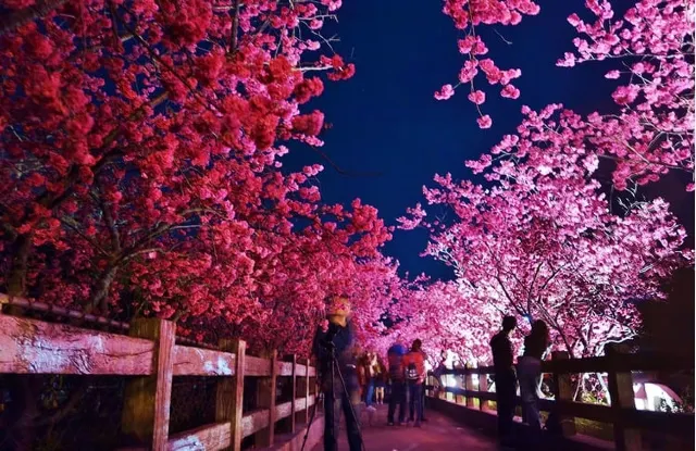 夜櫻景觀