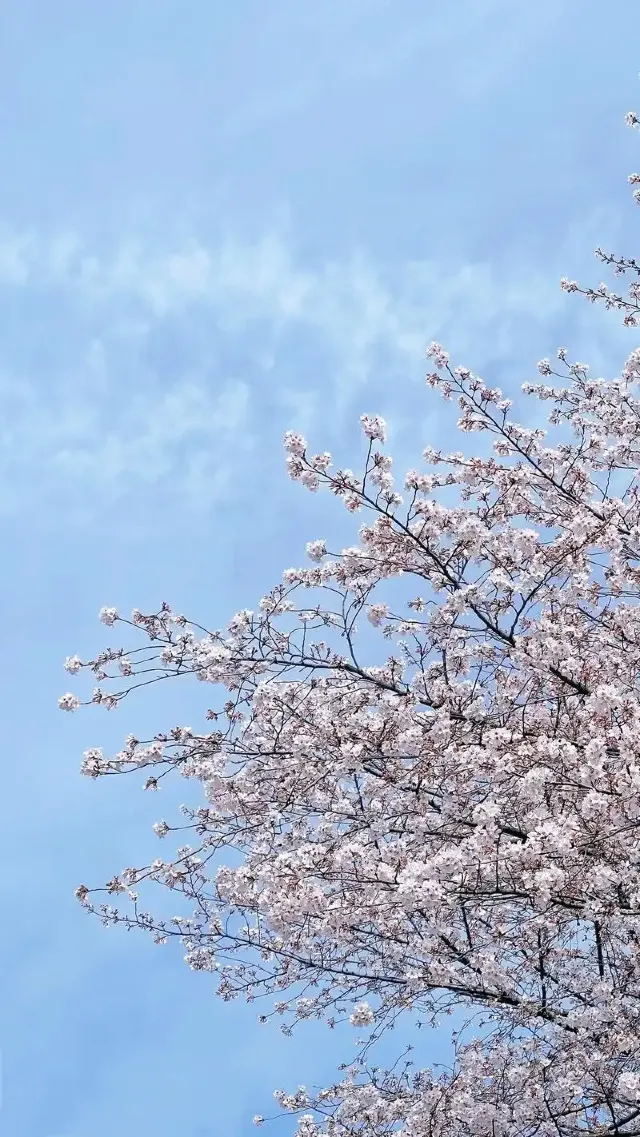 名古屋櫻花2025