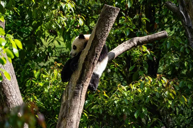 Wolong China Giant Panda Garden Shenshuping Base