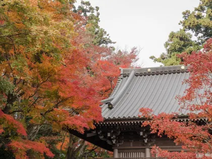 【紅葉 スポット2026】全国の紅葉名所・おすすめスポット|紅葉見頃・時期・絶景スポットまで紹介