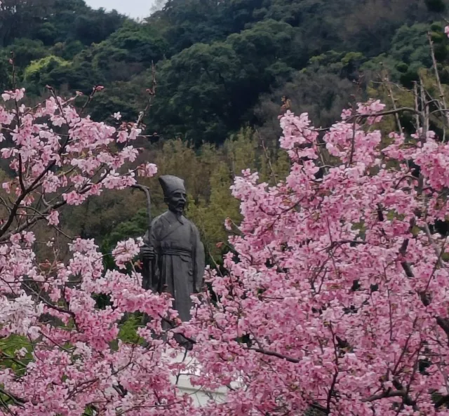 陽明山花季實景圖