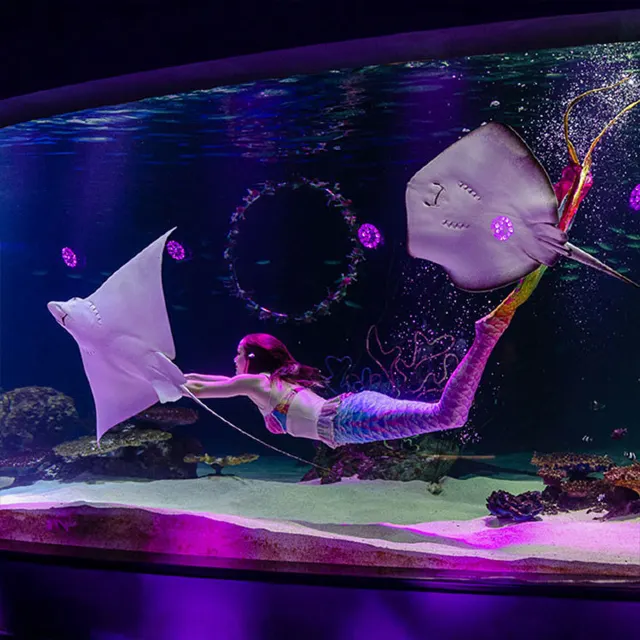 청년의 날 아쿠아플라넷63