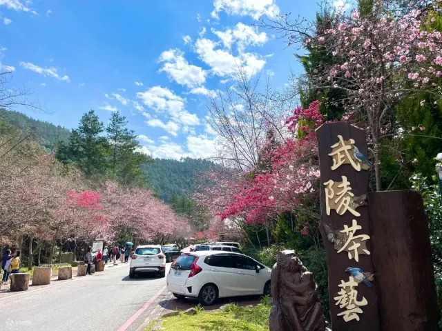 武陵農場櫻花季