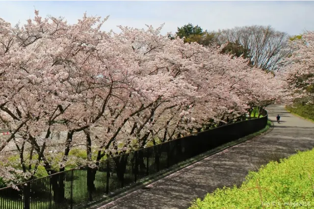 日本大阪萬博紀念公園