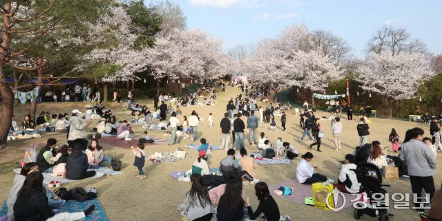 남산벚꽃축제