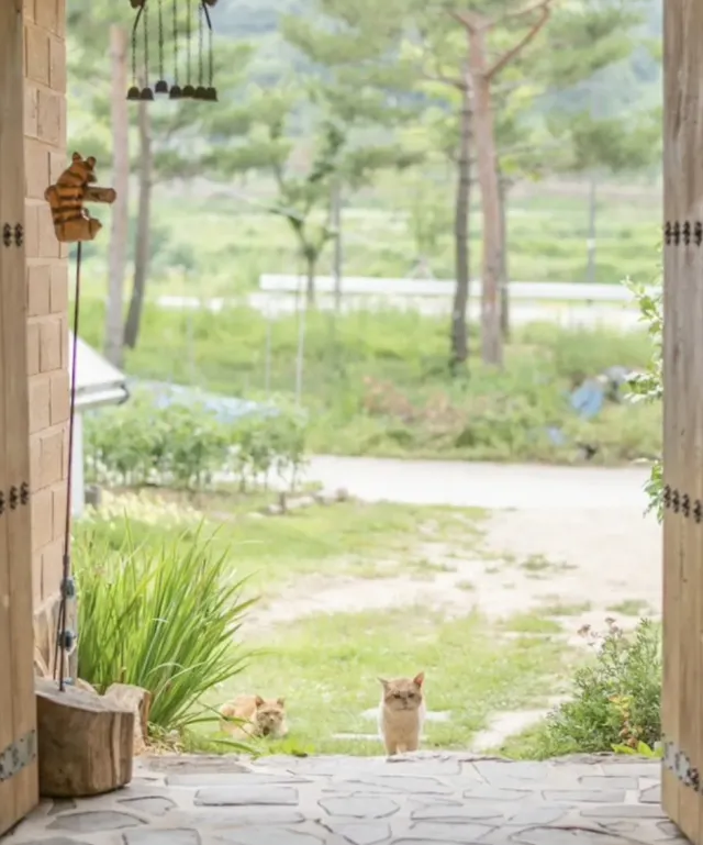 야옹이네 촌캉스