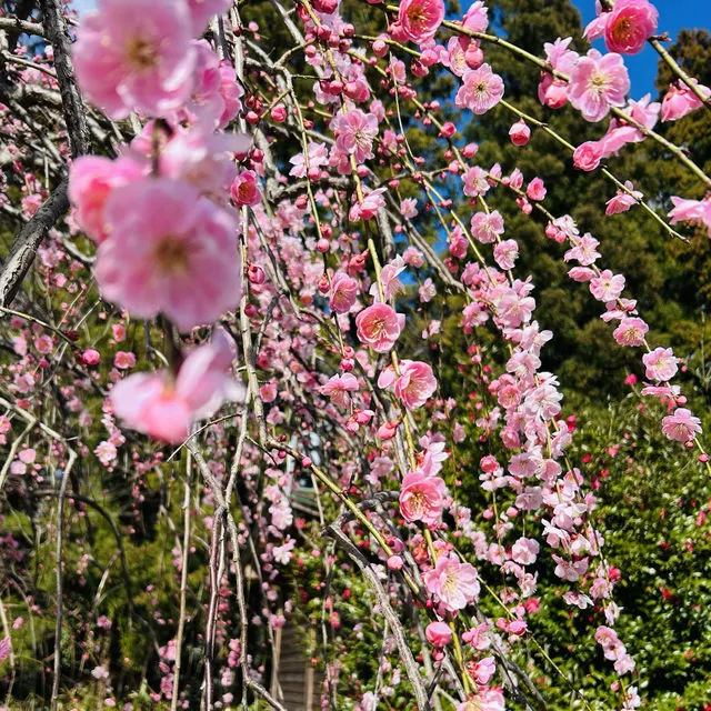 東京:湯島天滿宮