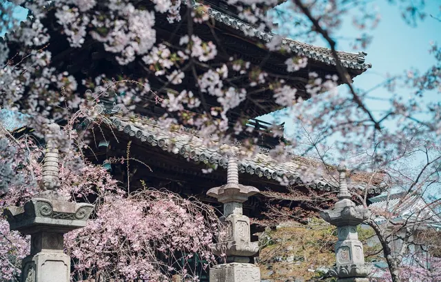 名古屋櫻花2025